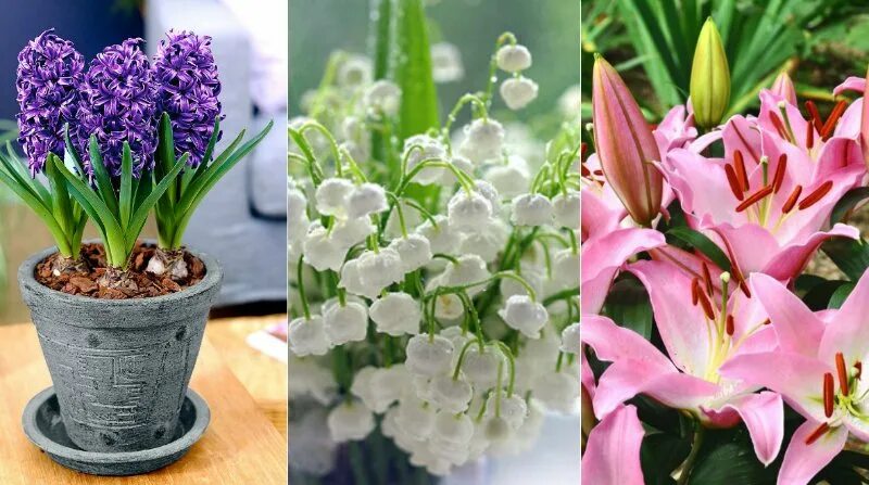 Цветы с сильным запахом. Весенние цветы комнатные. Цветы которые вкусно пахнут. Сильно пахнущие цветы.