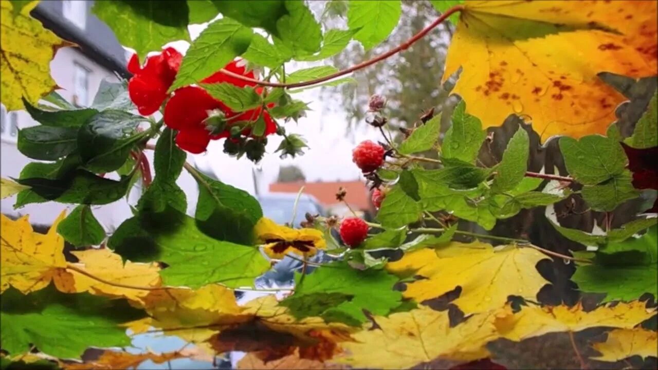 Словно листья на ветру. Осень дождь. Осень листопад. Осенние листья на земле. Бабье лето.