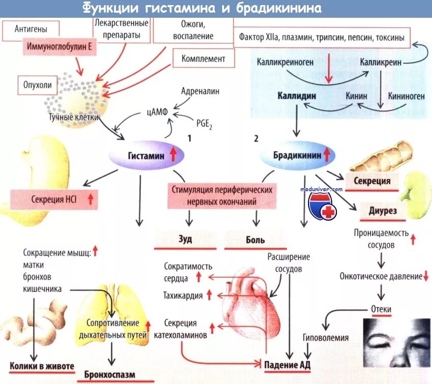 Гистамин действие. Эффекты брадикинина при воспалении. Гистамин функции при воспалении. Действие гистамина схема. Эффекты действия гистамина.