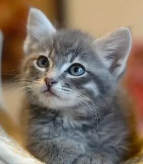 Серый котенок фото