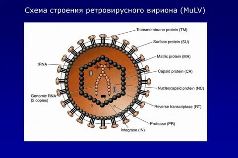 Ретровирус рнк