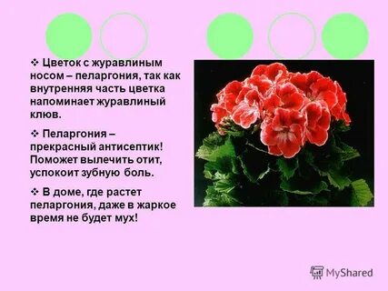 Герань по научному называется