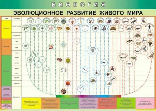 Эволюция живого таблица. Таблица Эволюция живого живого.