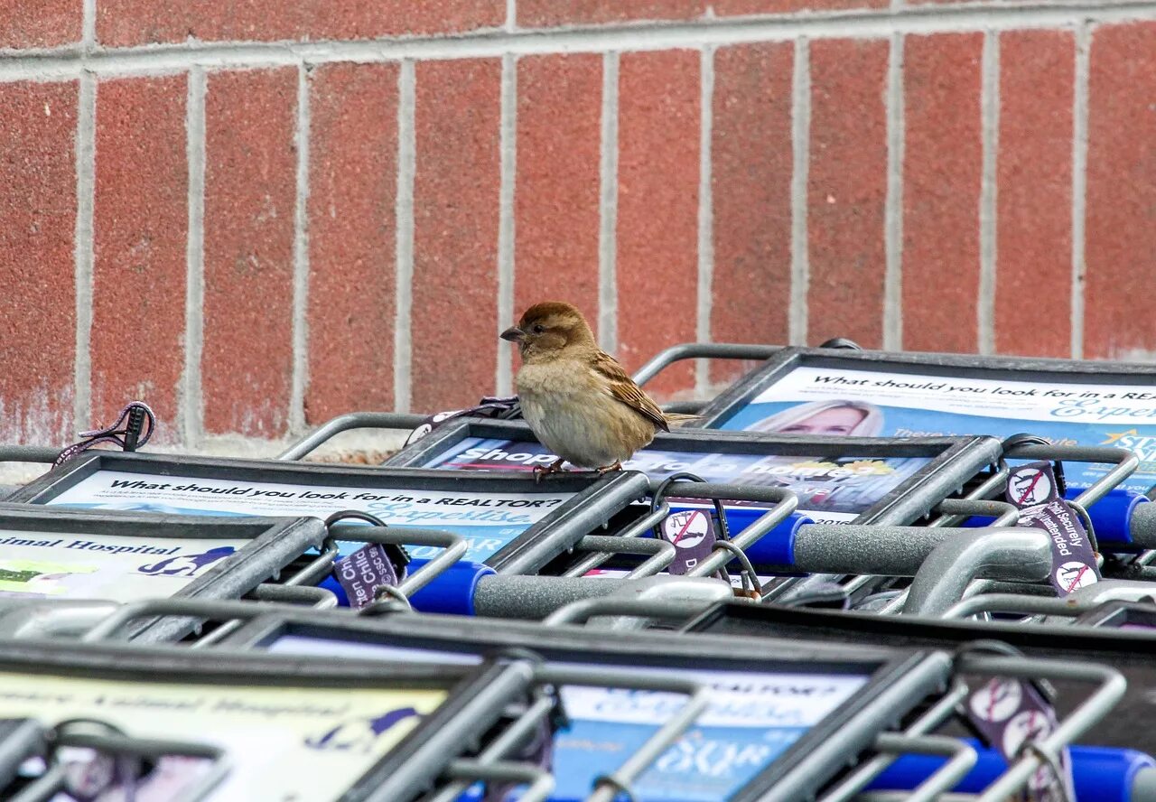 Bird store. Магазин птица. Магазин с птичкой. Телега птица. Воробей и телега.