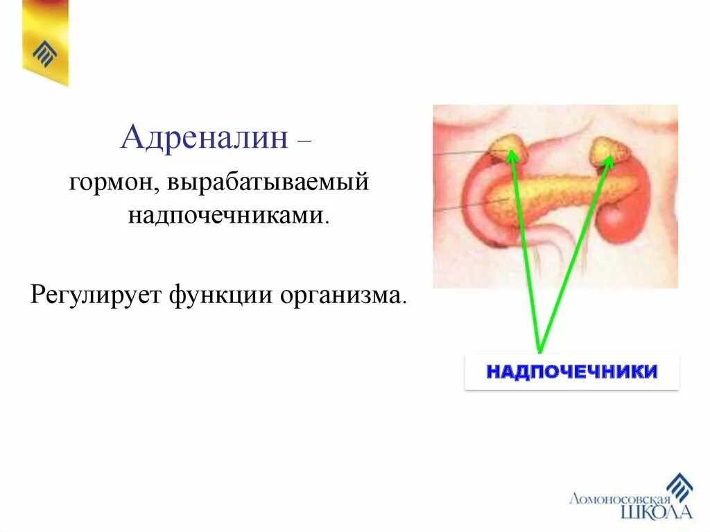 Появляется адреналин. Адреналин гормон надпочечников. Где вырабатывается гормон адреналин. Адреналин функции гормона. Надпочечники вырабатывают гормон.