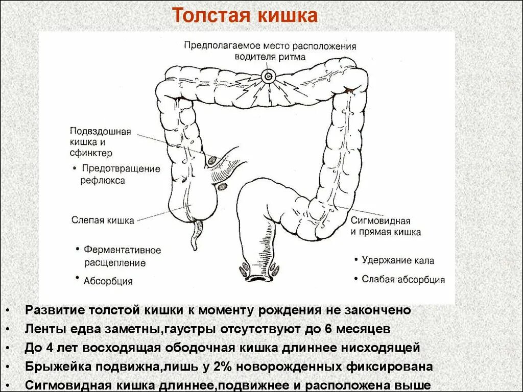 Каким номером на рисунке обозначена прямая кишка. Отделы Толстого кишечника ректосигмоидный. Гаустрация толстой кишки механизм. Брыжейка сигмовидной кишки. Строение Толстого кишечника гаустры.