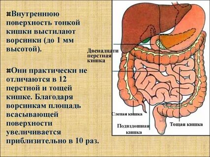 12 перстная кишка у женщин