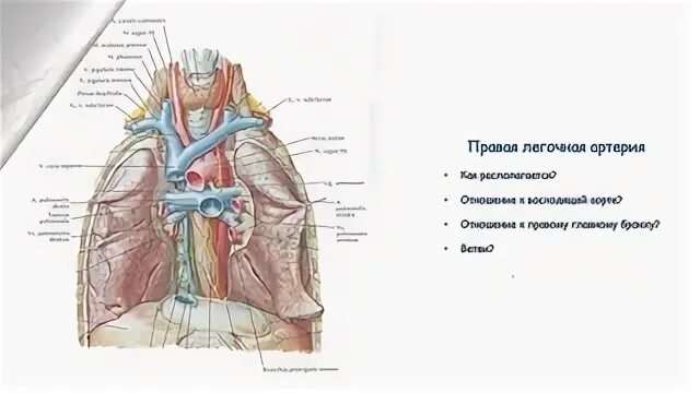 1 легочная артерия