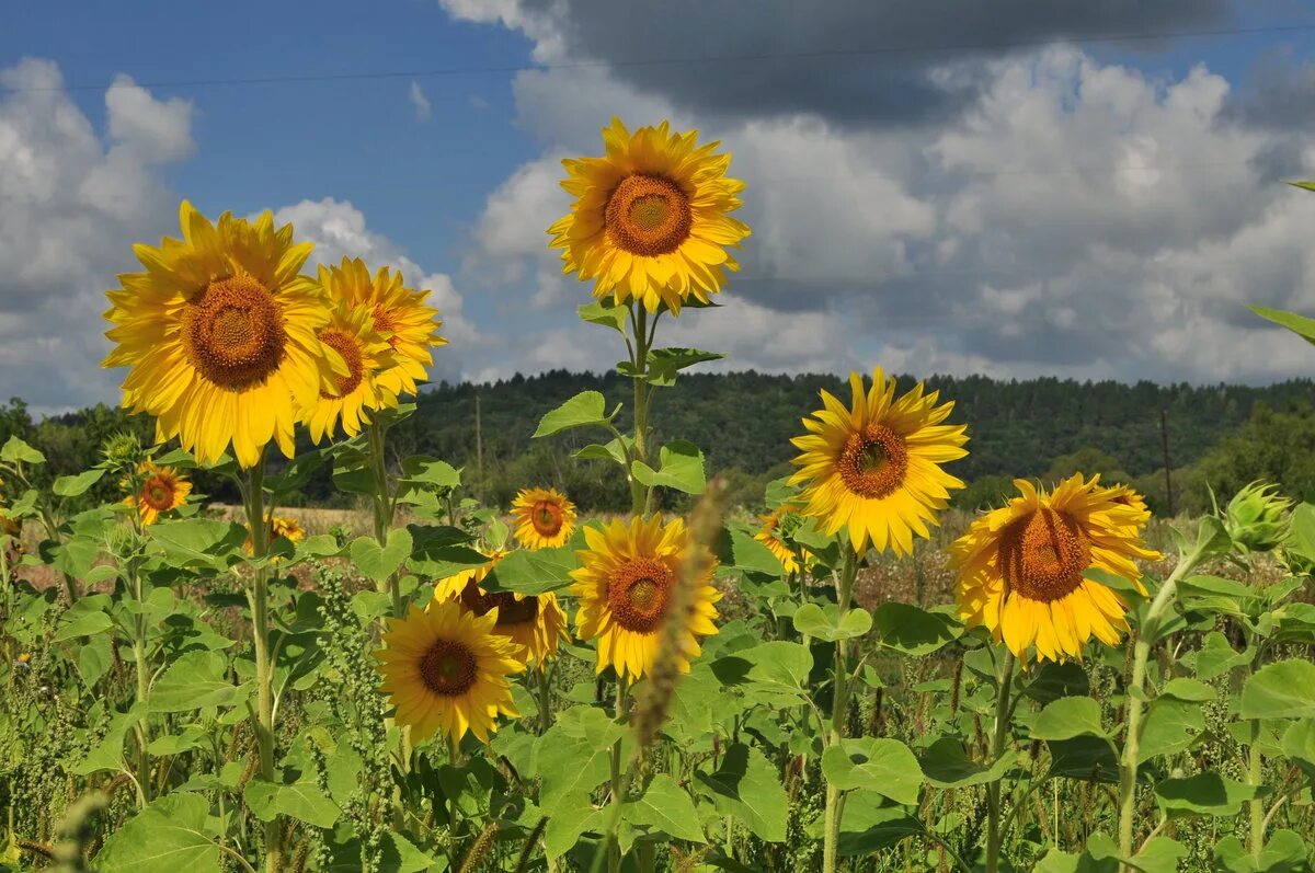 поле подсолнухов фрунзе крым. торковичи подсолнухи. подсолнухи на даче. картинки подсолнухи красивые на рабочий стол. деревенька подсолнухи.