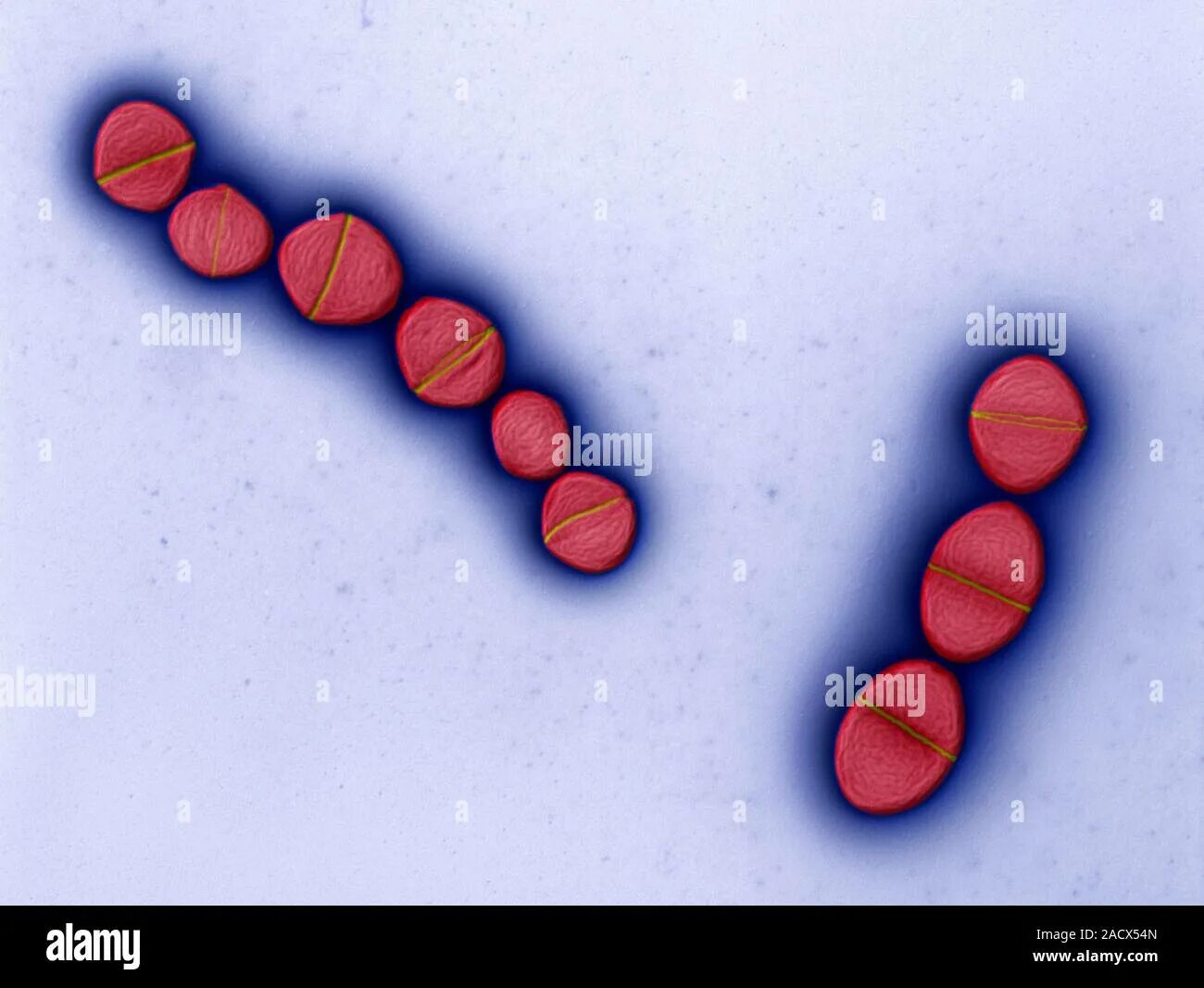 Enterococcus l3. Enterococcus faecalis микробиология. энтерококки каталаза. энтерококки грамм. энтерококки ферментируют.