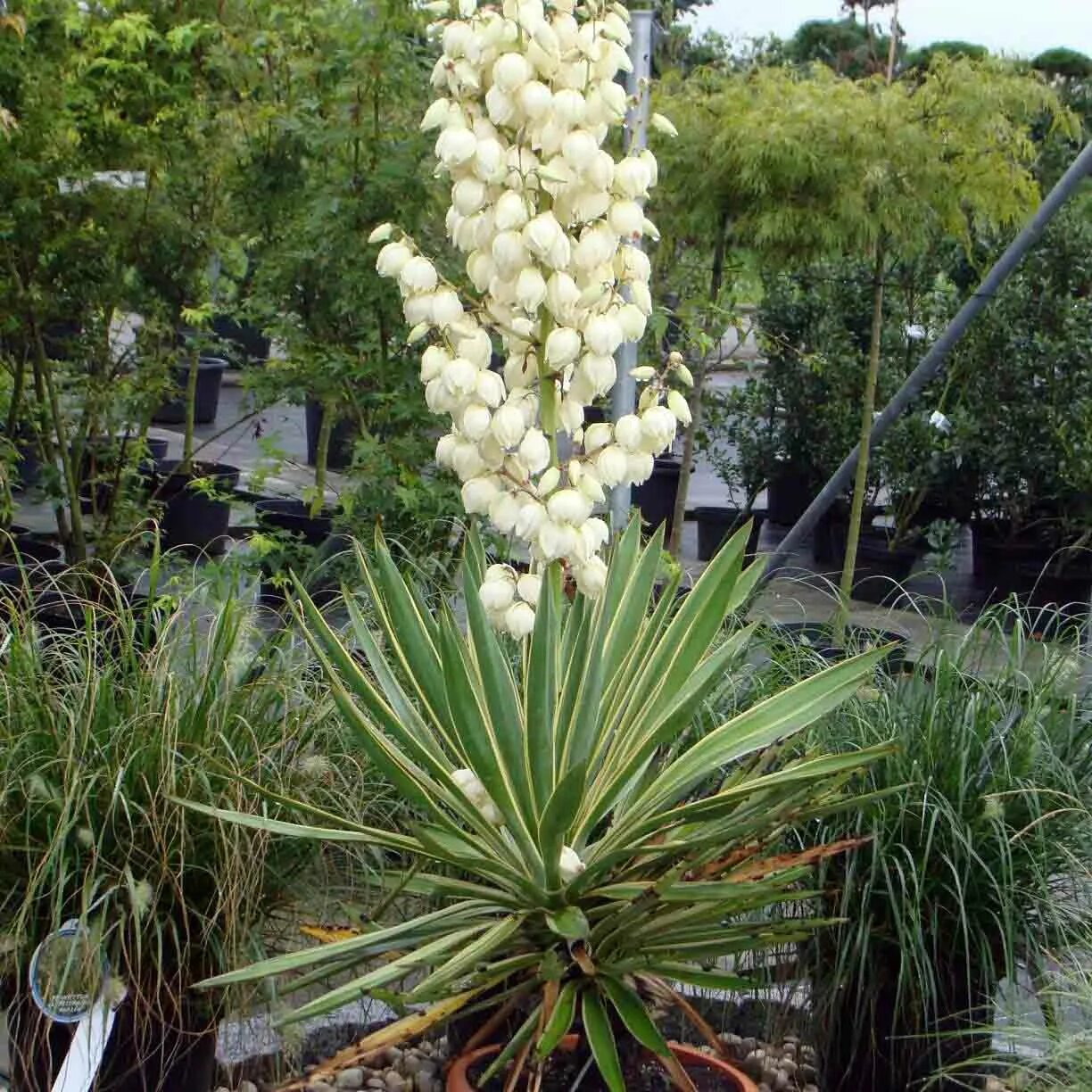 Садовые цветы юкка. Юкка нитчатая. Юкка нитчатая на даче. Цветущая Юкка фото.