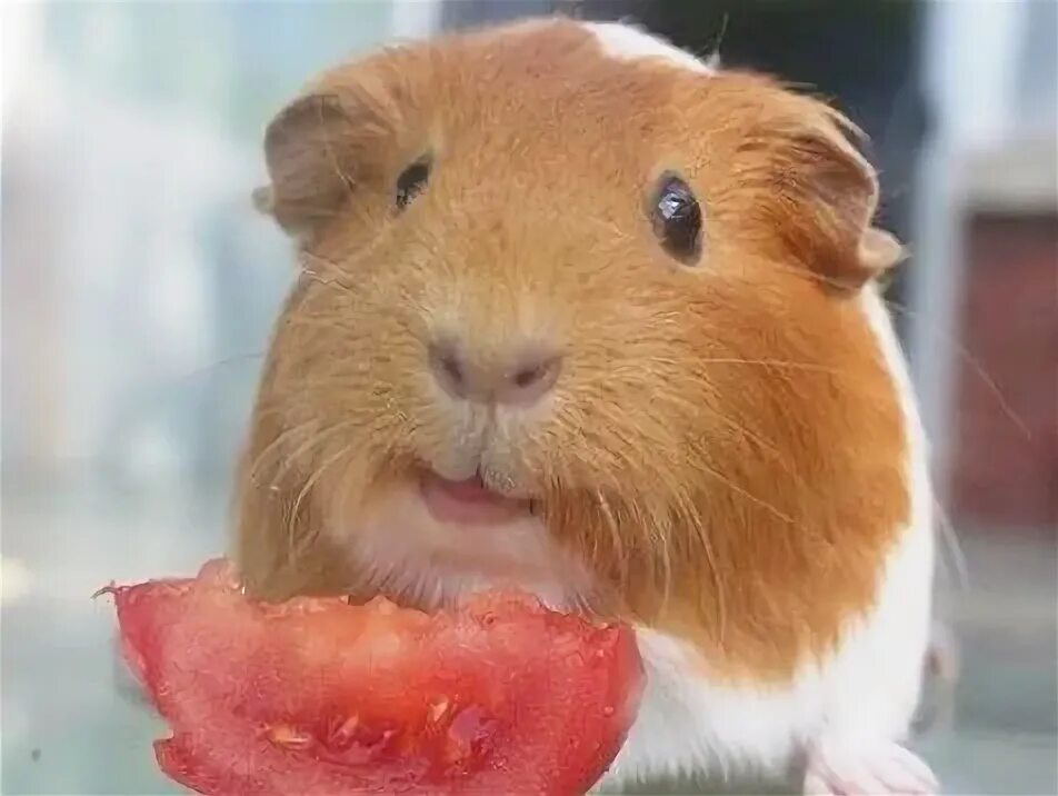 Морская свинка ест банан. Морская свинка ест банан. Что можно давать морским свинкам. Можно свинкам банан. Морская свинка ест банан.