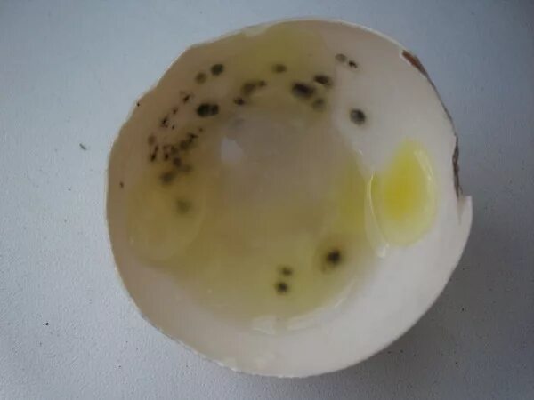 Яйцо вареное зараженное сальмонеллой. Внутри яйца черные пятна на скорлупе. Перепелиные сальмонеллез