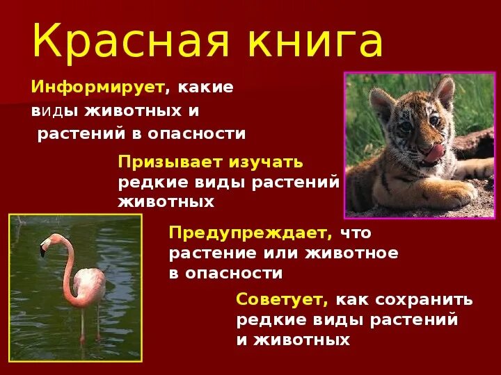 Составить красную книгу окружающий мир. Красная книга россии животные и растения 2 класс проект. проект по красной книге 2 класс по окружающему миру. красная книга информирует. проект красная книга 2 класс.