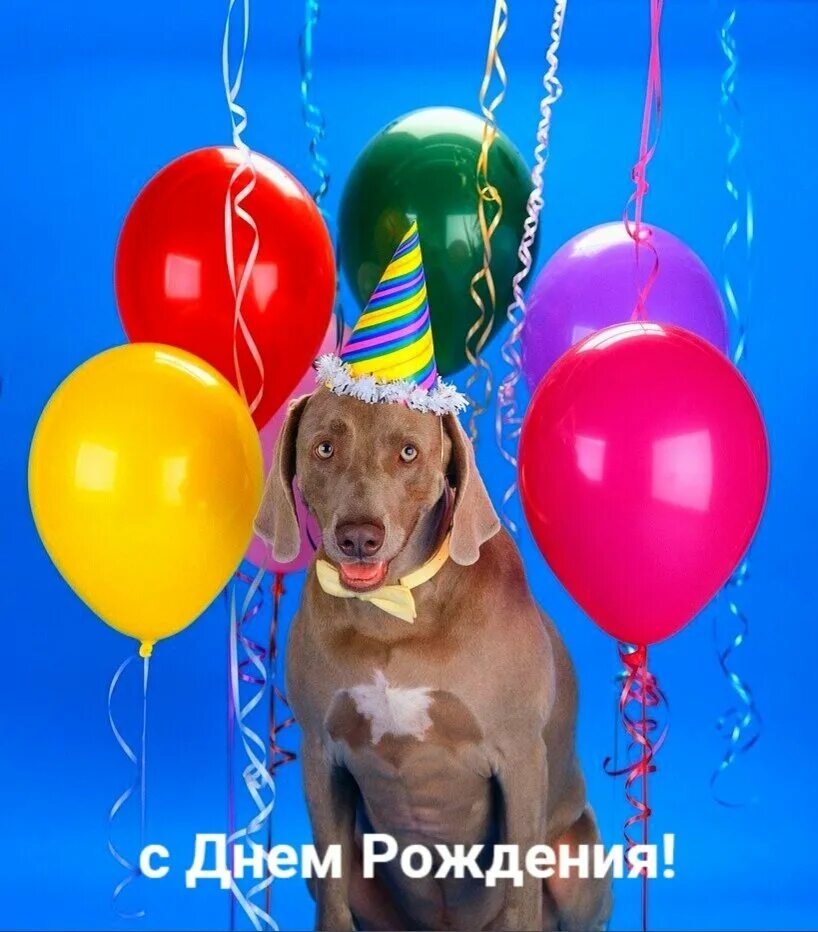 Звери на дне рождении. День рождения собаки. С днём рождения собачки. Шарик собака. Шарик собака воздушный.