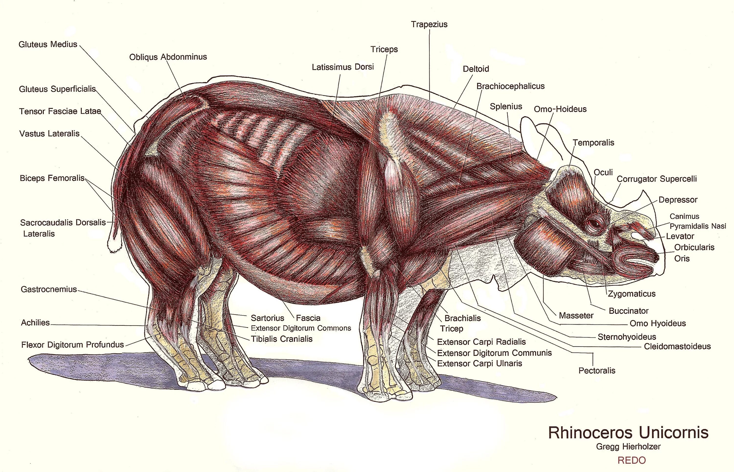 Скелет носорога анатомия. Бегемот строение тела. Мышцы носорога. Гиппопотам анатомия. Мускулатура млекопитающих