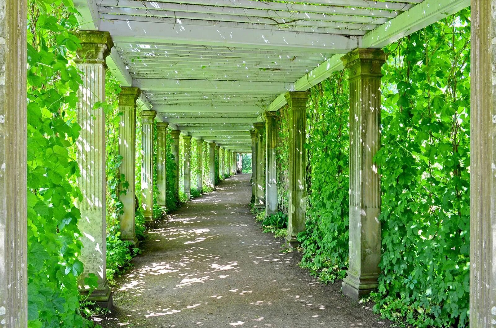 Село зелени. Пергола Берсо. Аллея Берсо перспектива. Зелень на колоннах. Арка с зеленью.