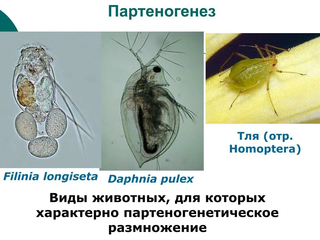 Размножается партеногенетически. Партеногенез дафний. Партеногенез водяной блохи. Тля размножение партеногенез. Дафнии размножение партеногенезом.