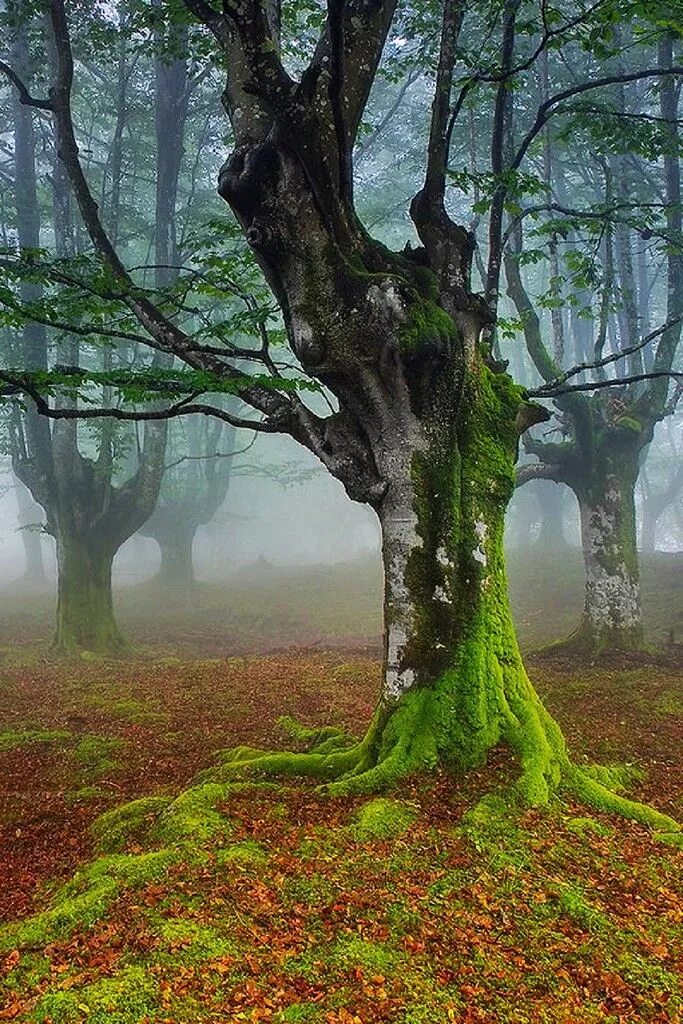 Загадочное дерево. Лес Горбеа Испания. Парк Горбеа. Природный парк Горбеа. Буковый лес в Испании.