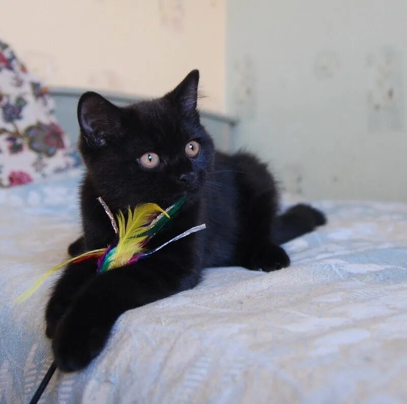 Котенок британец черный 2 месяца. Британская короткошёрстная кошка черная. Черные британские котята 2 месяца. Котенок черного окраса. Какие черные котята есть