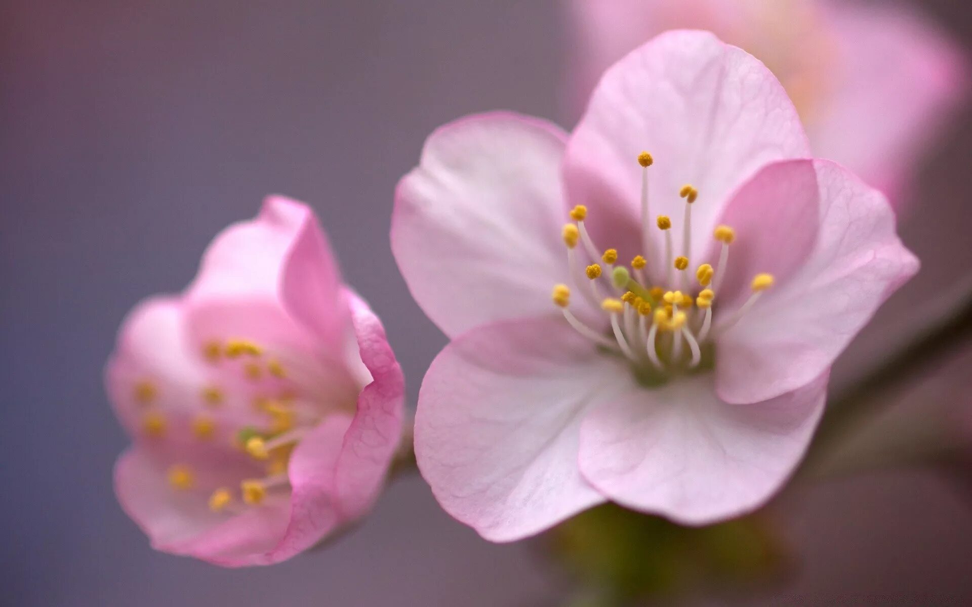 Цветы вишня Сакура. Бутон Сакуры. Цветок вишни макро. Лепесток Сакуры. Blossom цветы