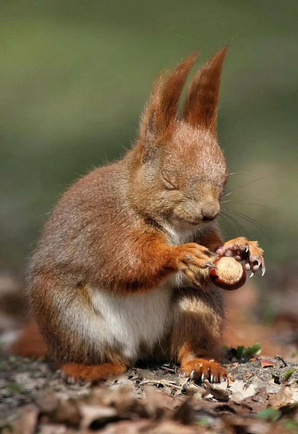 Довольная белка. Смешная белка. Удивлённая белка. Смешная белка. Белочка прикол.