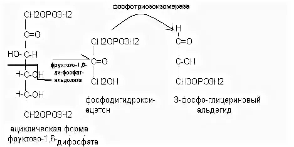 Активация глюкозы с затратой атф. 3-Фосфоглицеринового альдегида. Окисление фосфоглицеринового альдегида. Фруктозо-1.6-дифосфат 3-фосфоглицериновый альдегид фосфодиоксиацетон. Окисление 3 фосфоглицеринового альдегида в гликолизе.