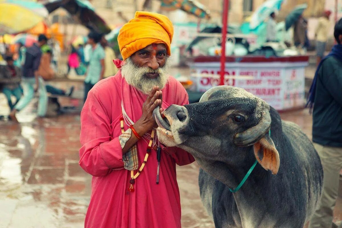 Обитатели индийского. Священная индийская корова. Культ коровы в Индии. Животные Индии. Священные животные Индии.
