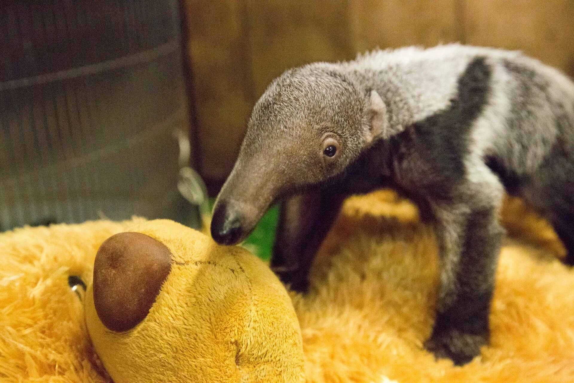 Муравьед. Anteater муравьед. Древесный муравьед. Карликовый муравьед. Муравьед в зоопарке