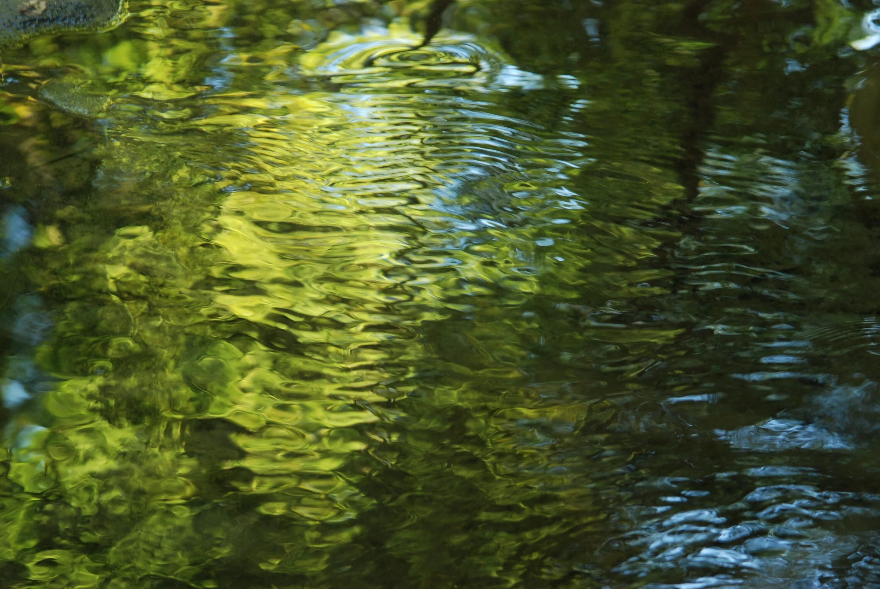 Кубышка Элодея. Вода в пруду. Текстура воды. Водная гладь. Прозрачная зеленая вода