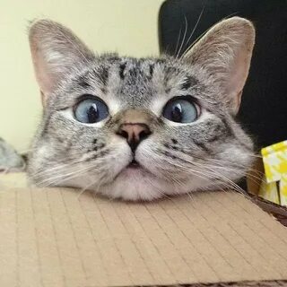 Узкоглазый кот