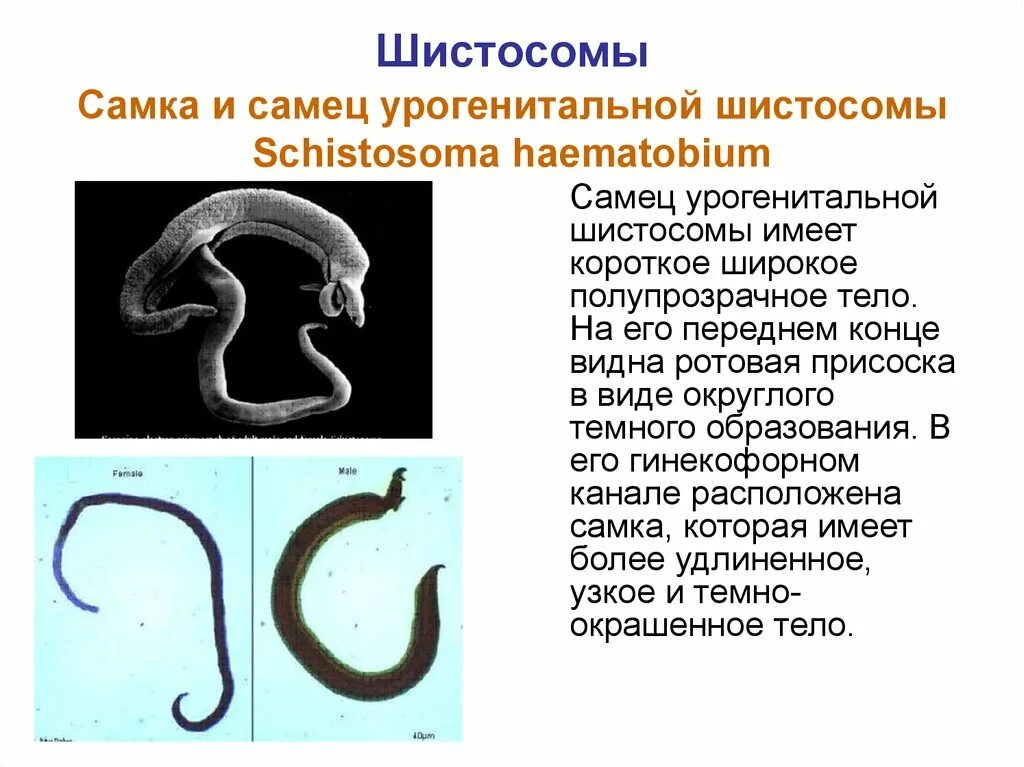 Паразитические черви имеют. Шистосома кишечная морфология. Шестисома хайемотобиум. Кровяной сосальщик Schistosoma haematobium. Шистосома урогенитальная систематика.