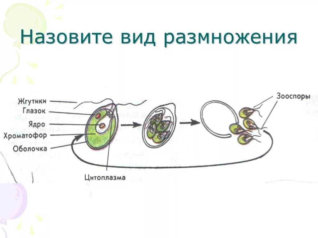 Назовите тип размножения