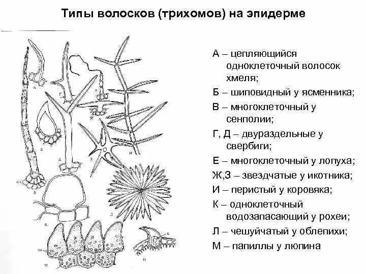 Строение жгучего волоска крапивы. Трихомы кроющие и железистые. Трихомы коровяка. Трихомы у растений строение. Листья строение трихомы.