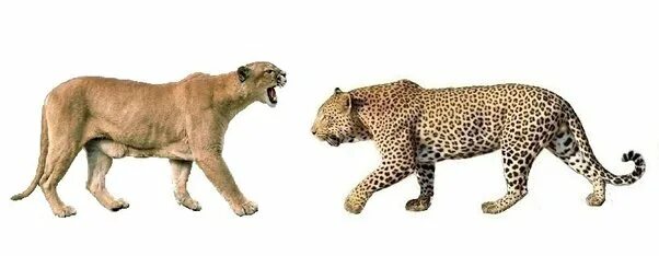 Ягуар против Пумы. Лев тигр леопард Ягуар. Тигр леопард гепард Ягуар. Пума гепард леопард.