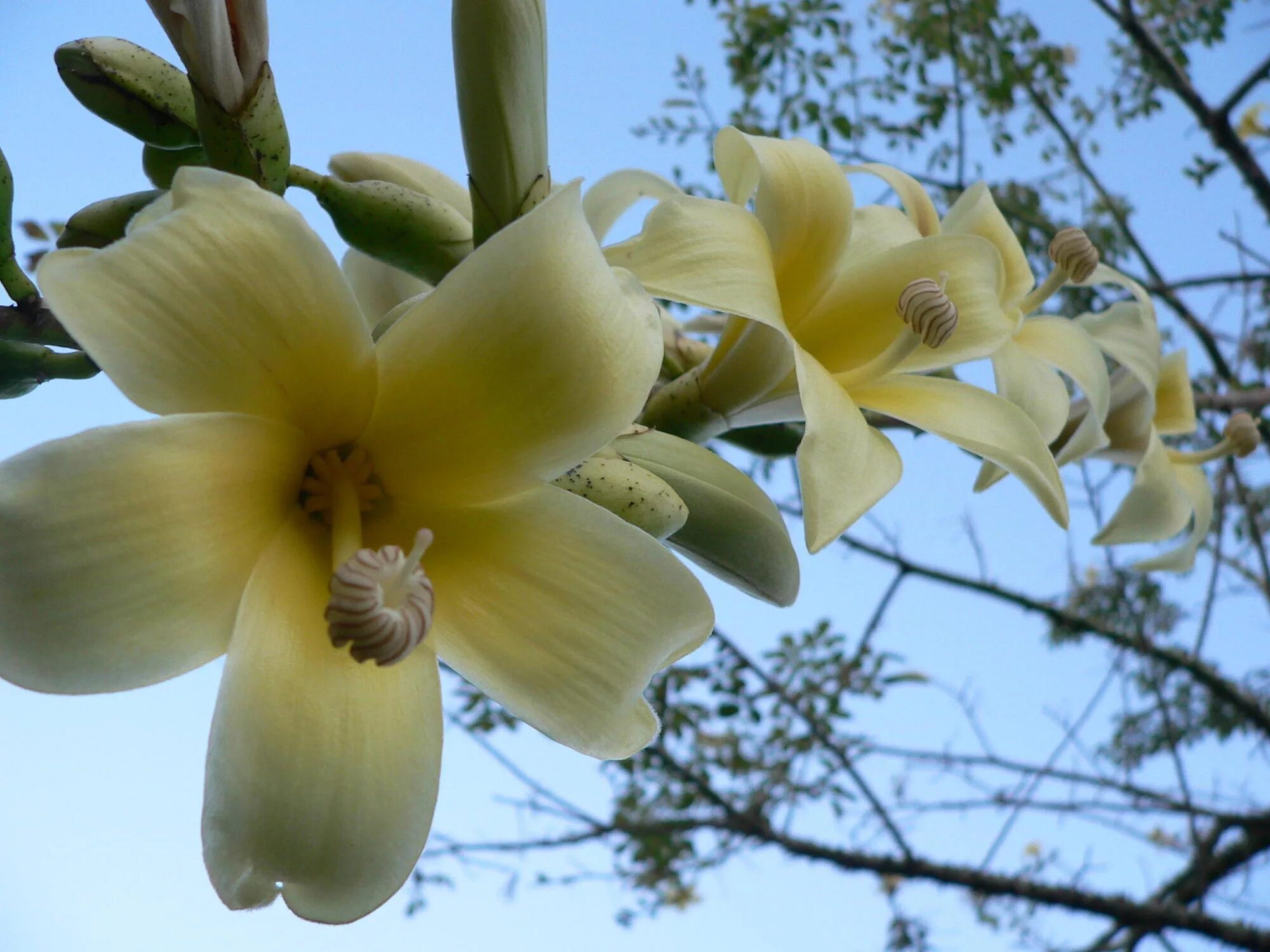 Орхидея ваниль плосколистная. Мадагаскарская ваниль.