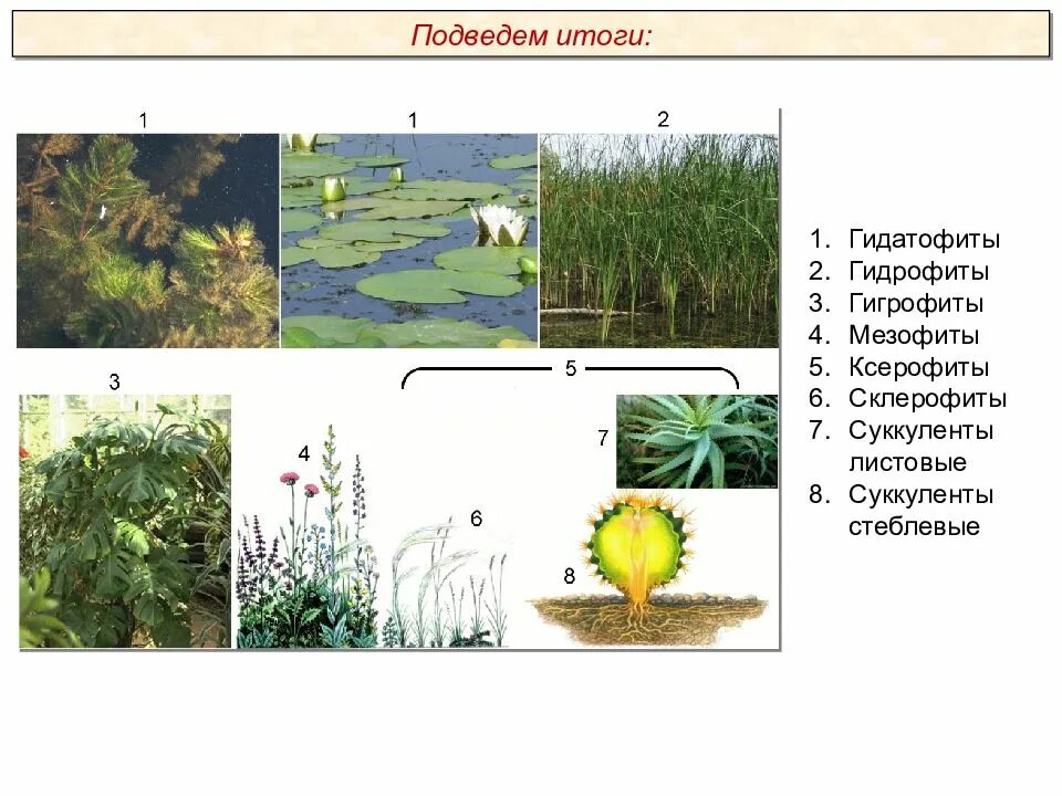 Гидрофиты суккуленты. Мезофиты гидрофиты Гидатофиты гигрофиты ксерофиты Суккуленты. Гидрофиты гигрофиты мезофиты и ксерофиты. Псилофиты каерофиты Гидатофиты. Экологические группы мезофиты гигрофиты ксерофиты.