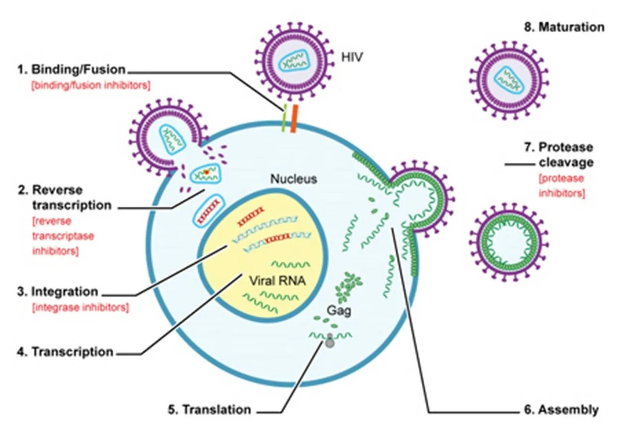 Спид лайф. Репликация вируса ВИЧ. HIV Life Cycle. Механизмы оплодотворения. Репродукция Хив вируса.