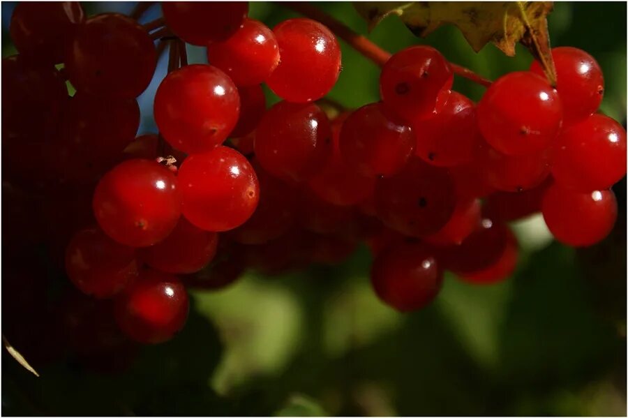 Калина исполняет. Калина красная красная гроздь (с2). Калина Шукшинская. Гроздь калины. Калина ягоды.