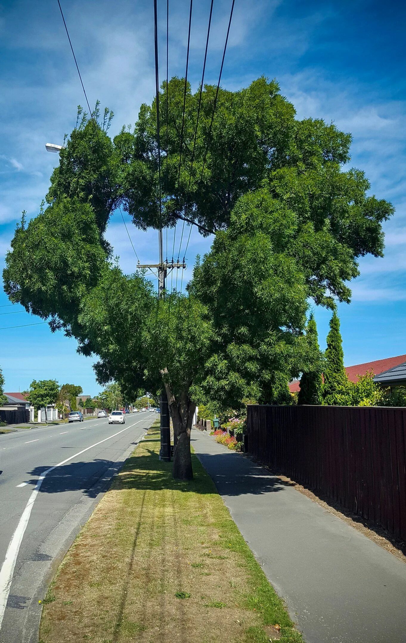 Vs tree