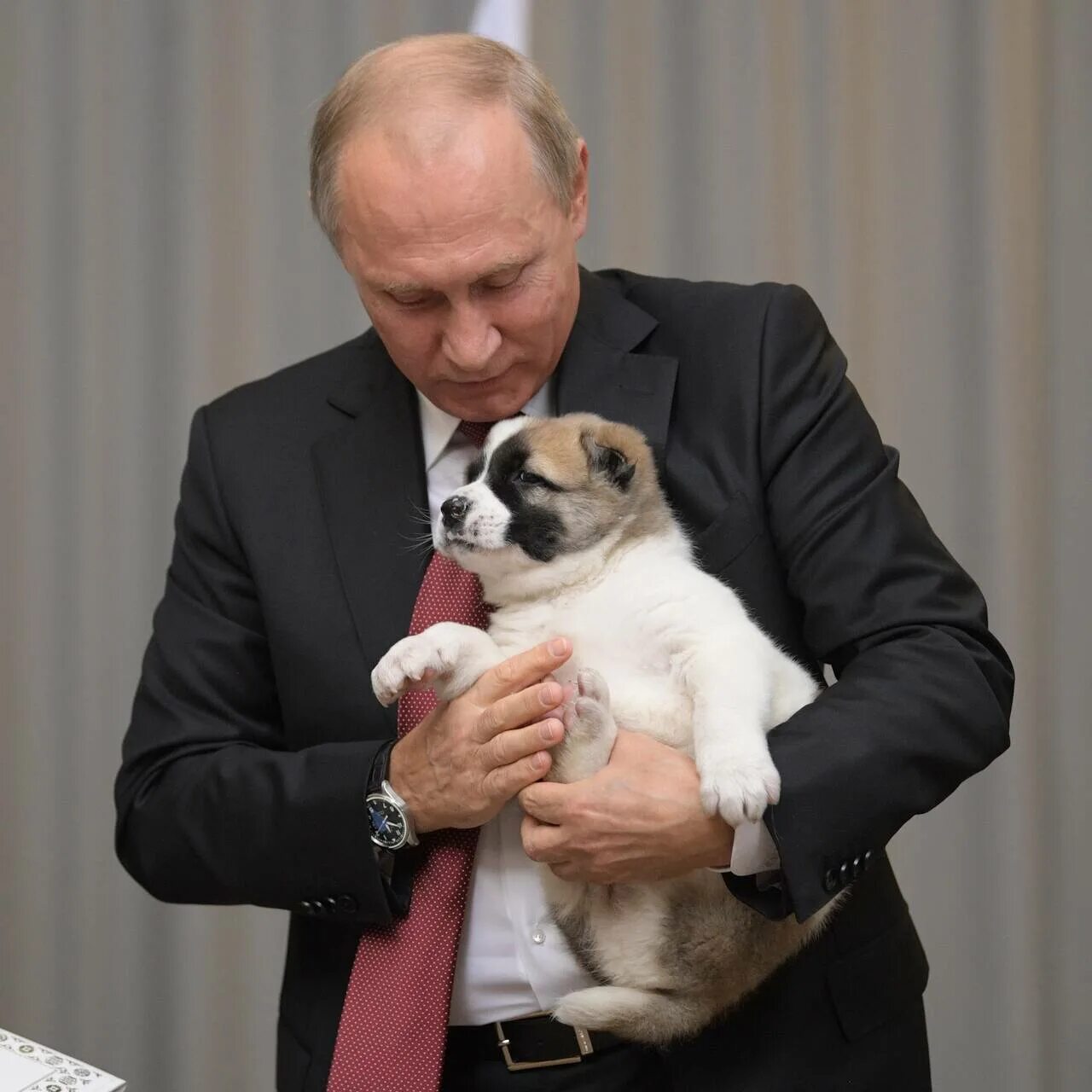 акита ину путина. ребенку подарили щенка. алабай для путина. какую собаку подарили. акита-ину юмэ.