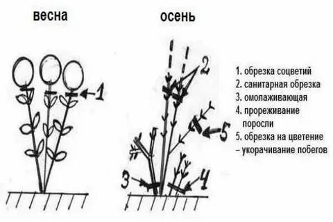 Правильная обрезка гортензии метельчатой