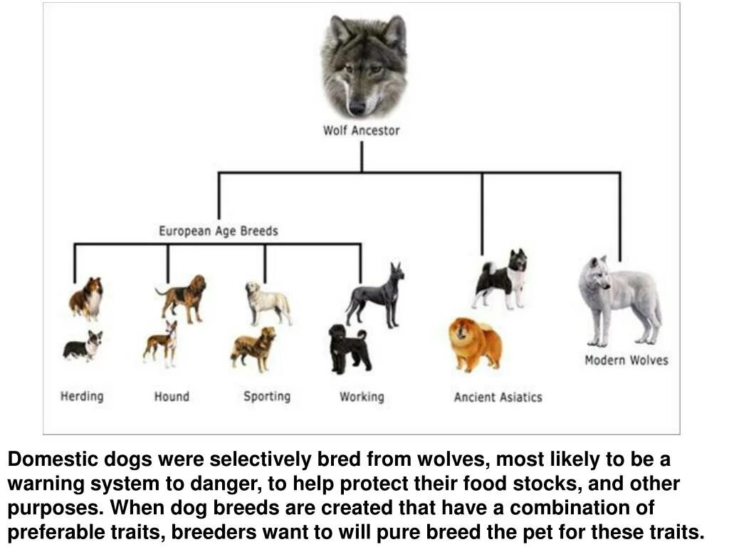 Классификация пород собак дерево. Древо происхождения собак. Происхождение пород собак. Эволюция собак. Собаки произошли от волков