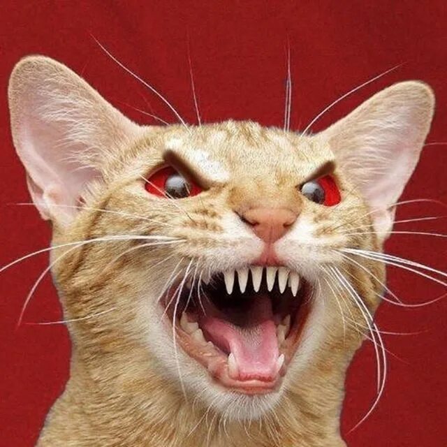 Cat behavior, Cats, Funny cat memes