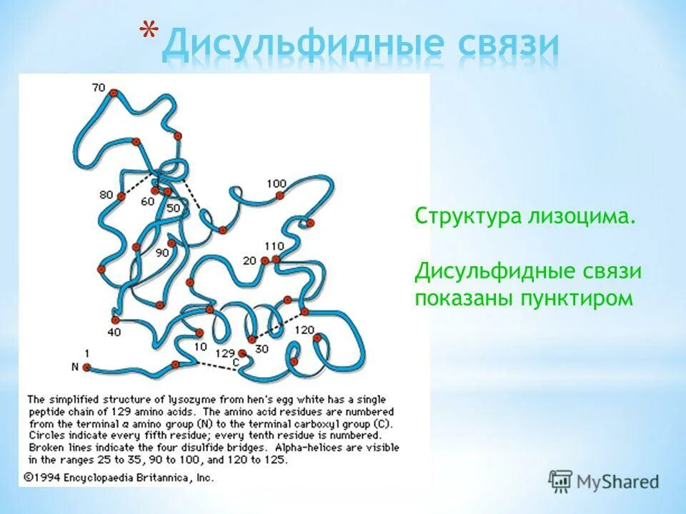 дисульфидные связи в волосах. строение волоса дисульфидные связи. образование дисульфидных мостиков между остатками цистеина. дисульфидные связи в структуре волоса. поперечные химические связи в кортексе.