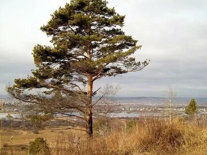 Сосны отступали