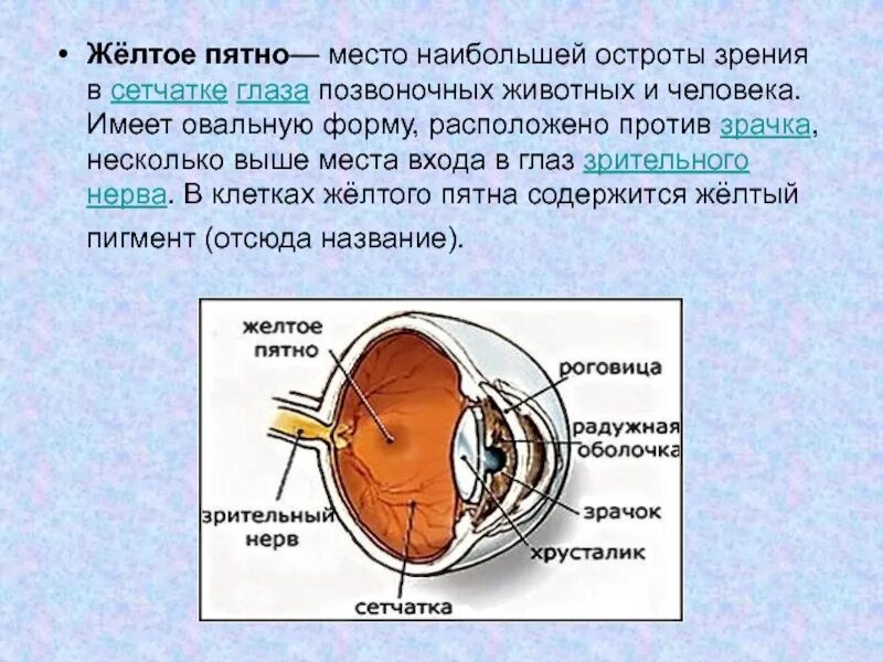 Функции слепого пятна глаза. Желтое и слепое пятно строение и функции. Зрительный анализатор желтое пятно. Функция сетчатки глаза желтое пятно. Строение желтого пятна сетчатки.