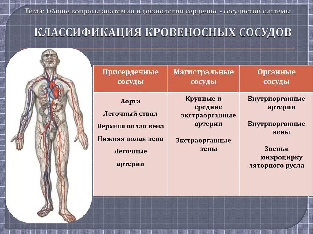 Физиология сердечно-сосудистой системы. Анатомия и физиология сердечно-сосудистой системы. Сердечно-сосудистая система человека таблица. Строение сосудистой системы.