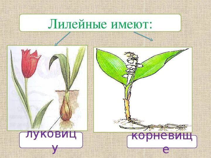 Каково значение семейства лилейных в жизни человека. Строение листьев семейства Лилейные. Корневище лилейных. Семейство Лилейные биология 6 класс. Строение листа лилейных.