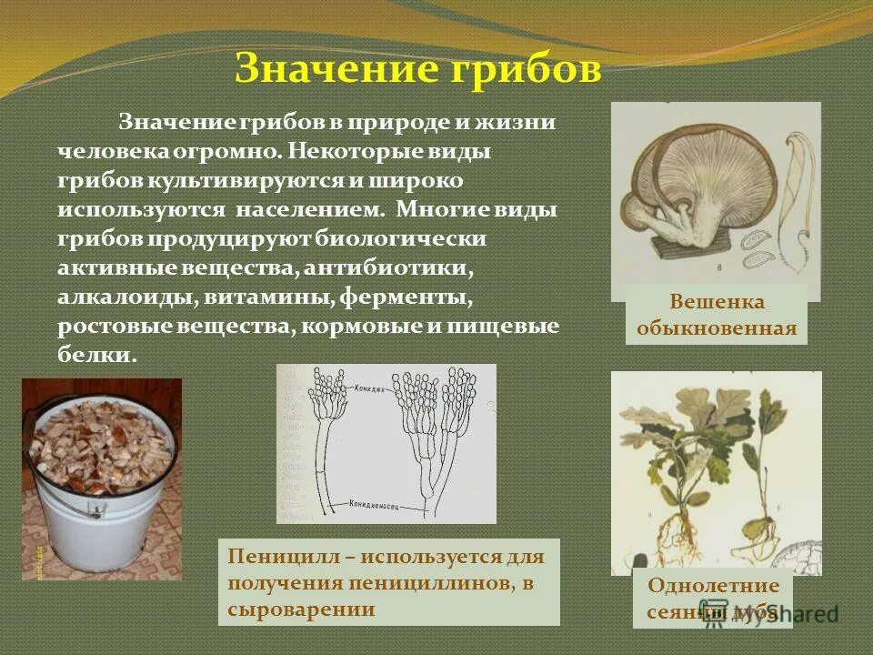 Тема многообразие и значение грибов. Значение грибов в природе и жизни человека. Многообразие и значение грибов. Многообразие грибов в жизни человека. Грибы значение в природе.